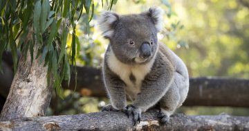 Trees and technology: $200,000 grant to help bring South Coast koalas back from the brink