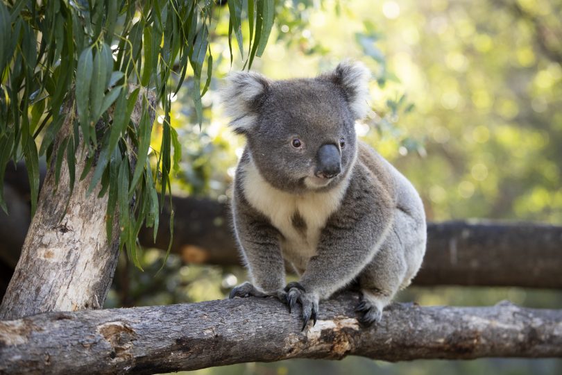 Koala.