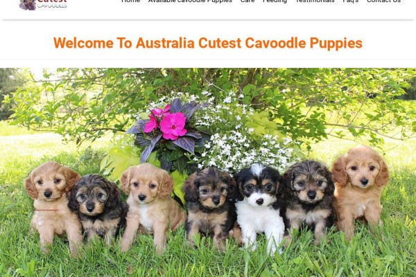 Image of seven cavoodle dogs from fraudulent website.