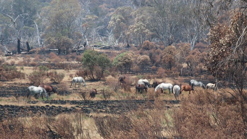 Brumbies grazing in Kosciuszko National Park following bushfire.