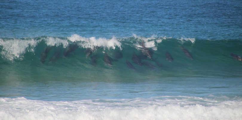 Dolphins surfing.