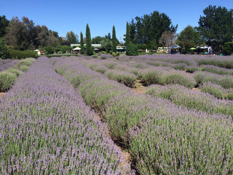 Crystal Brook Gardens and Lavender Farm.