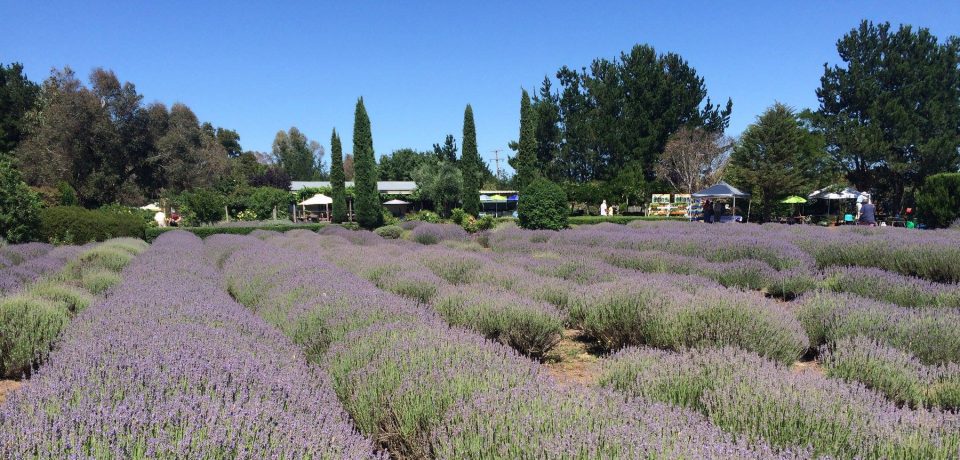 Could lavender be Australia's next $10 million rural industry? | About