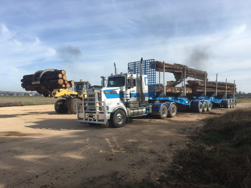 Sugar pine timber being loaded onto trucks.