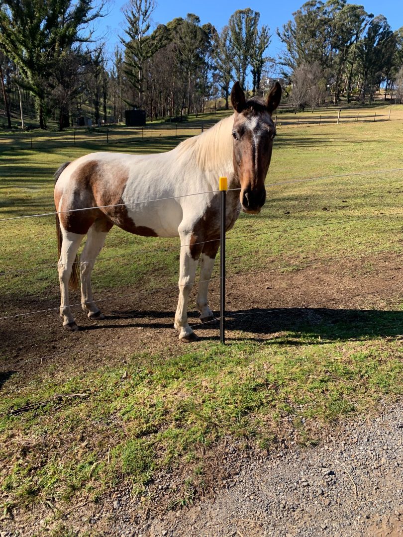 Molly the horse.