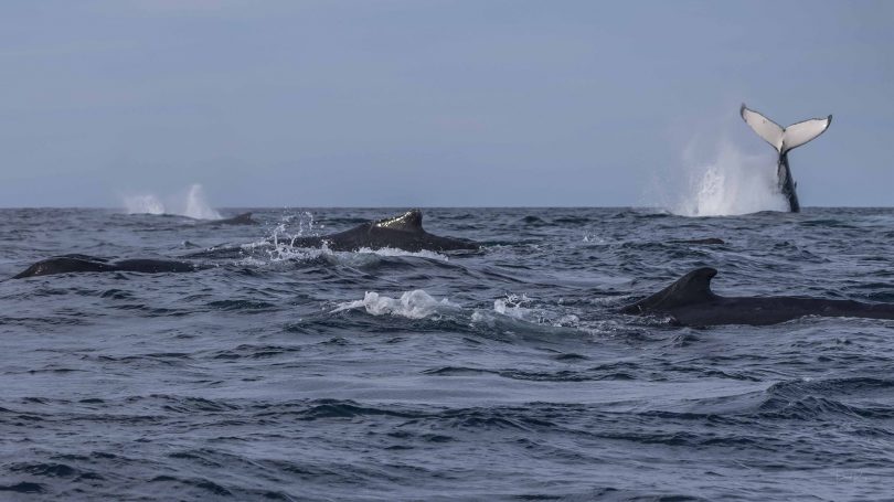 Pod of humpback whales in sea off NSW South Coast.
