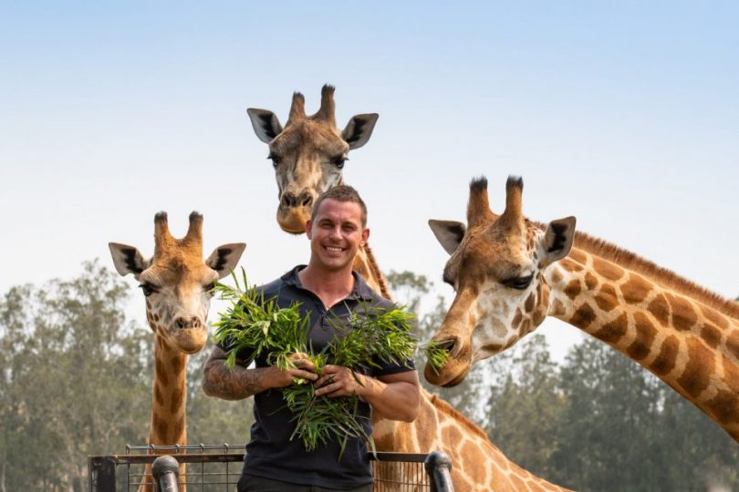 Chad Staples with giraffes at Mogo Wildlife Park.