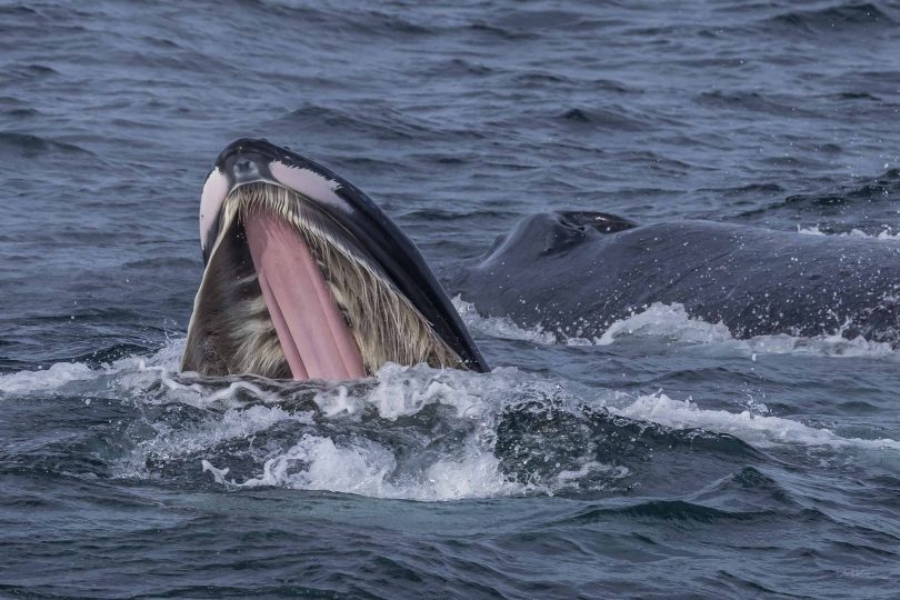 Humpback whale with mouth wide open.