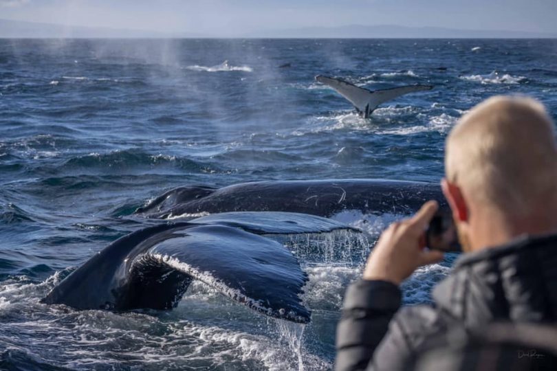 Man taking photo of whales in open water.