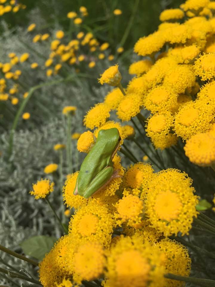 Green frog sitting on yellow flower in the wild.