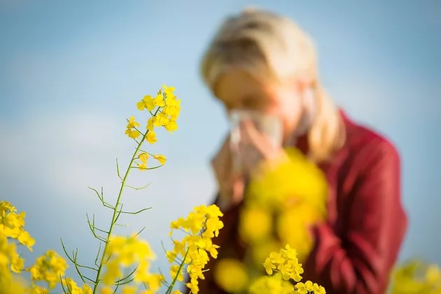 Yellow flowers in foreground with woman with hay fever blowing nose in background.
