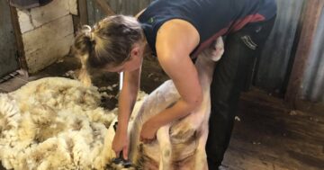Mental healing the focus of upcoming shearing competition
