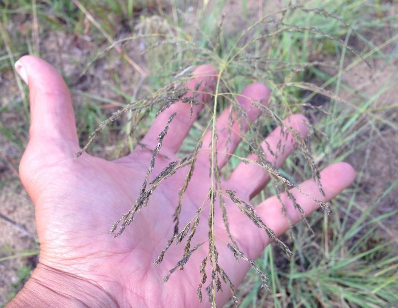 Hand holding African lovegrass weed.