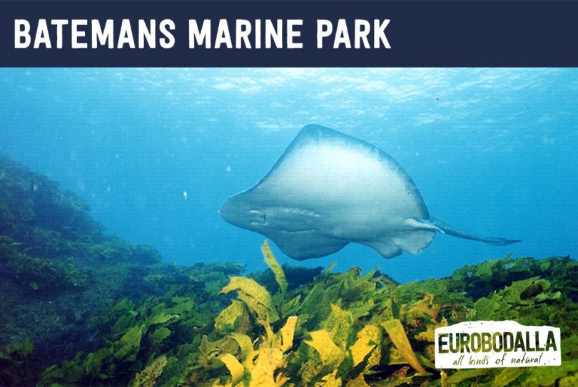 Eurobodalla vPostcard of sting ray at Batemans Marine Park.