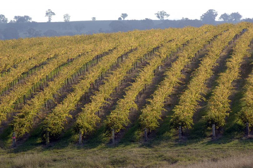 Rows of vineyards near Young.