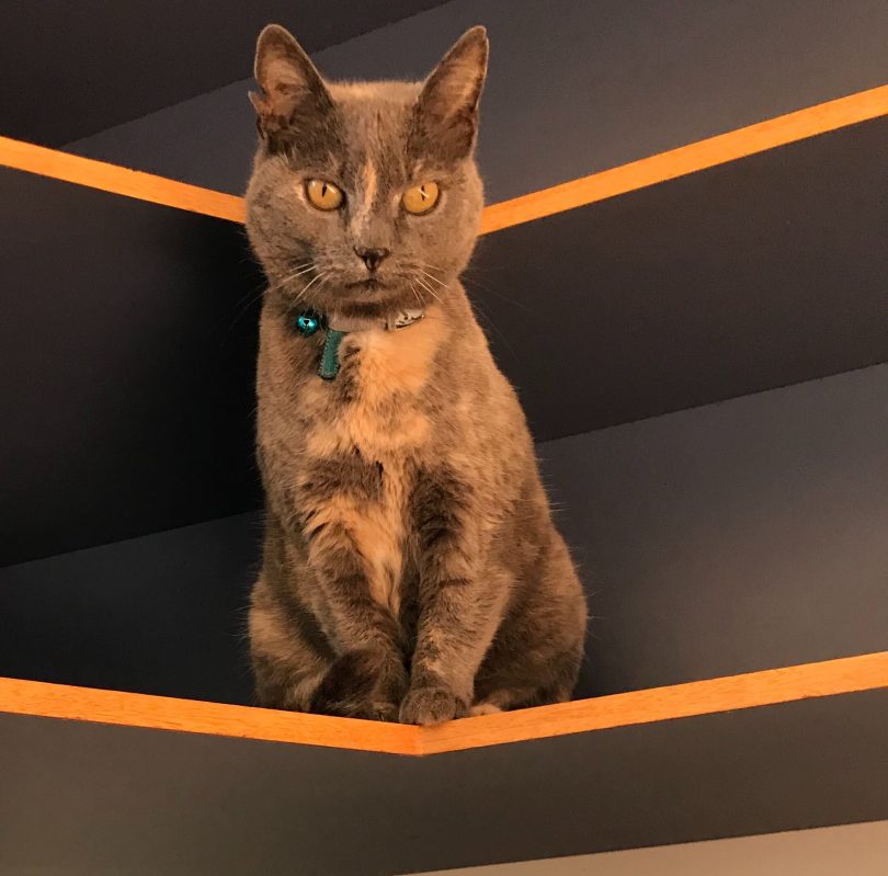 Grey cat sitting on shelf.
