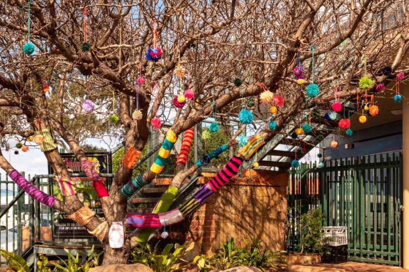 Knitted displays adoring tree in Merimbula.