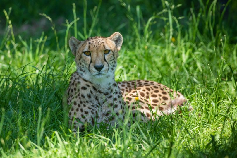 New female cheetah at Mogo Zoo. Photo: Mogo Zoo