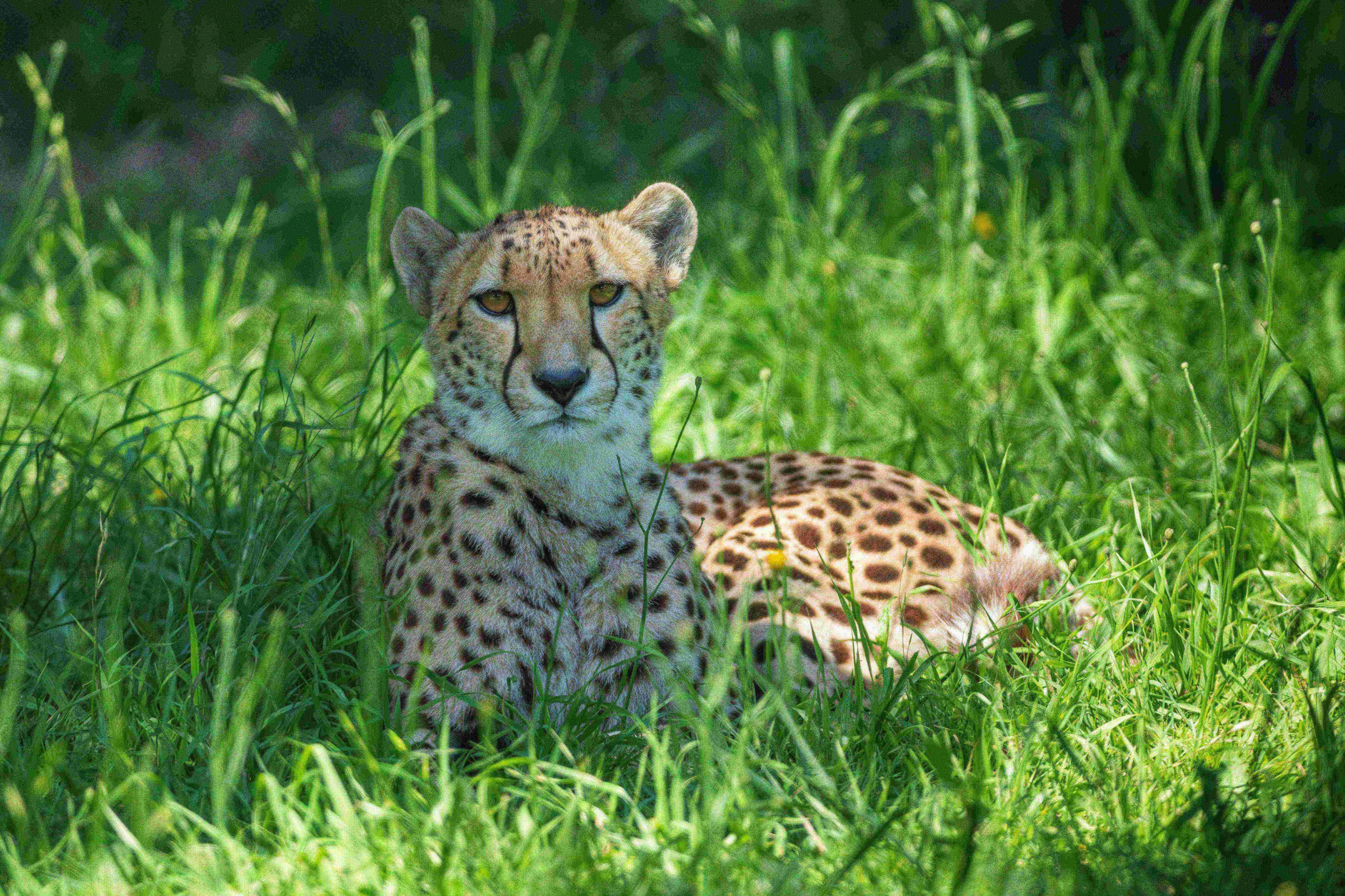 Cheetahs make the move to Mogo Wildlife Park