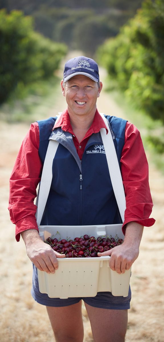 Chris Hall picking cherries.