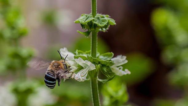 Blue banded bee on flower.