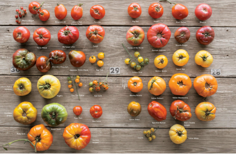 Multiple varieties of tomatoes.