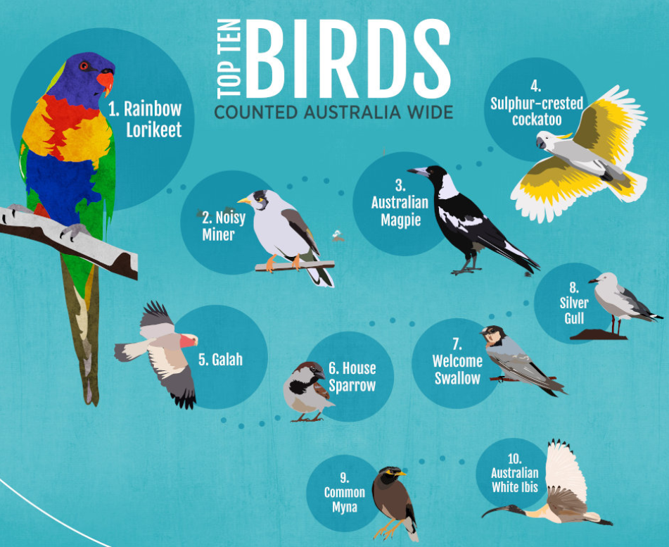 X birds. Организация BIRDLIFE. BIRDLIFE International. Коды для BIRDLIFE. BIRDLIFE International доклад.