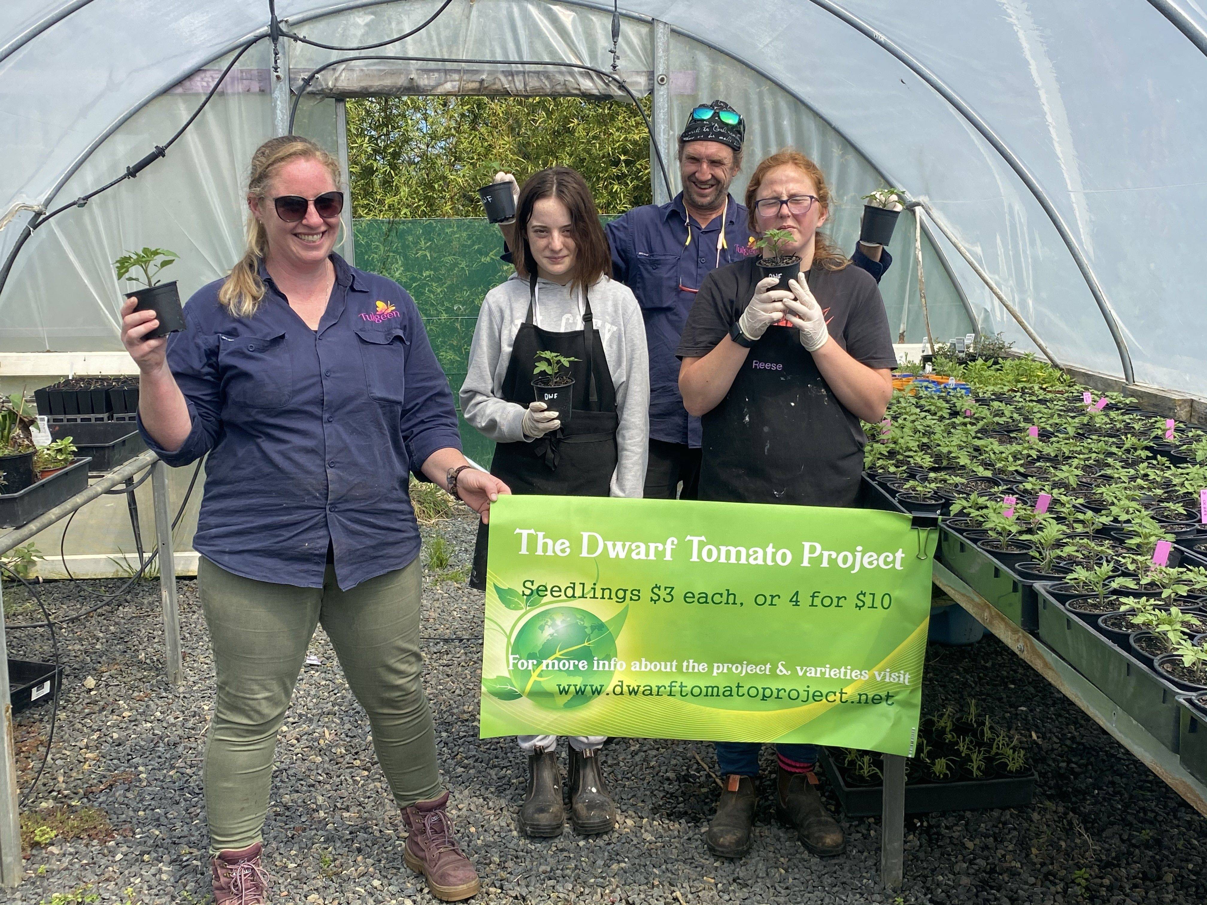 The Dwarf Tomato Project propagates seedlings for sale at Tulgeen's Riverside Nursery