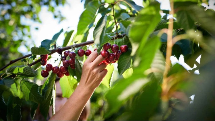 Person picking cherries from tree.