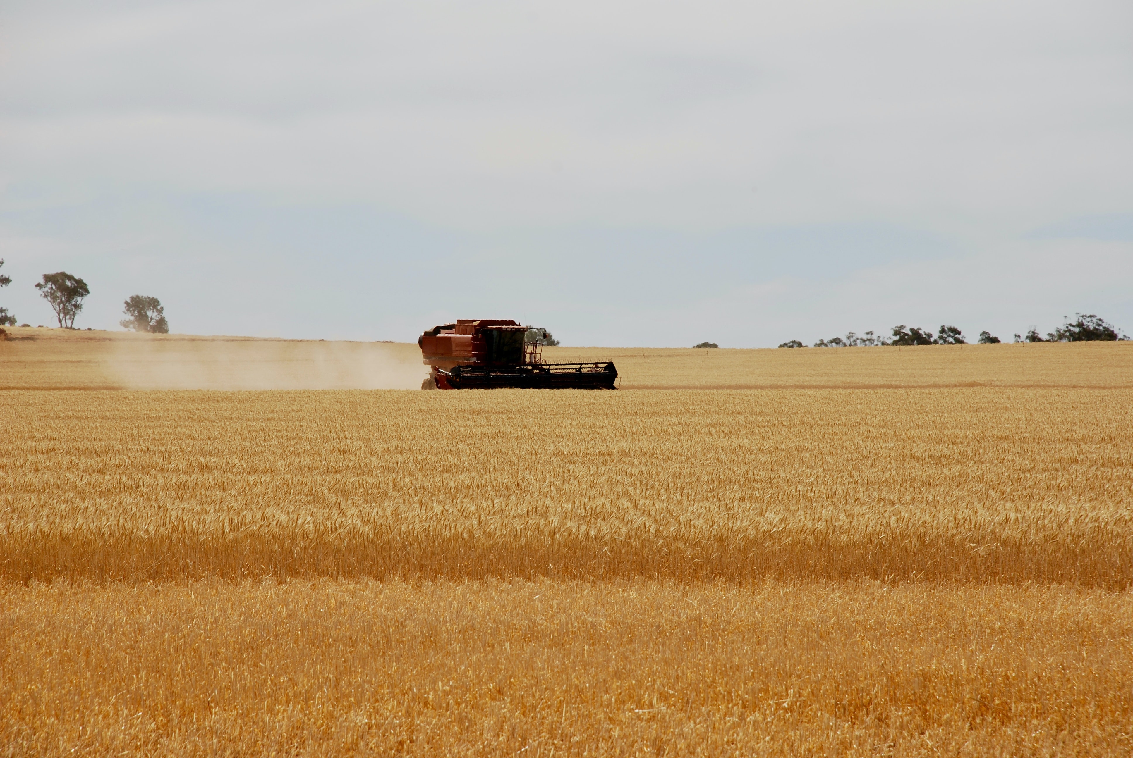 Strong winds, high temps force harvest stoppages