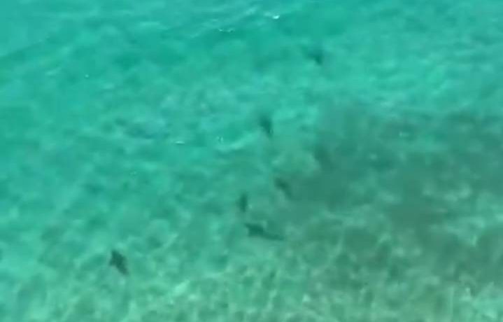 Sharks circling off a NSW South Coast beach.