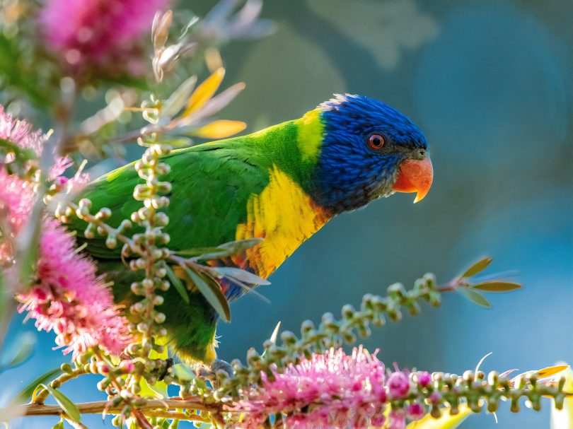 Rainbow lorikeet on a colourful branch.