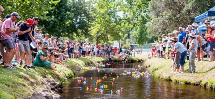 Crowd gathered for floating duck racing on river at Tumbafest.