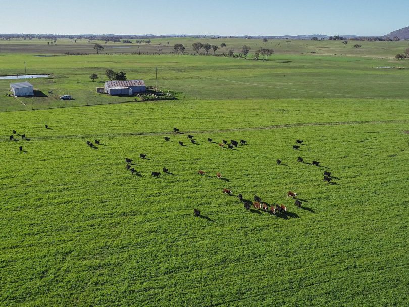 Aerial view of cattle on 'Tannoch Brae' property.