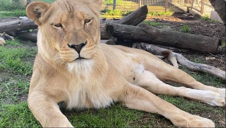 Lioness Zuri lying in the sun at Mogo Wildlife Park.