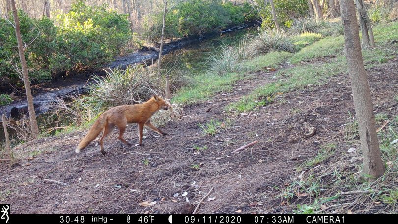 Fox species caught on camera on rural property.