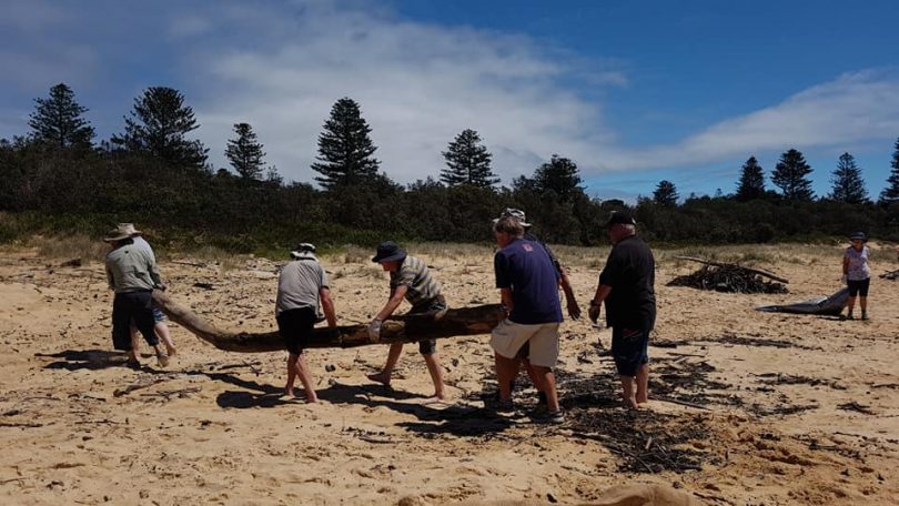 Locals moving log on beach at Tuross Heads.
