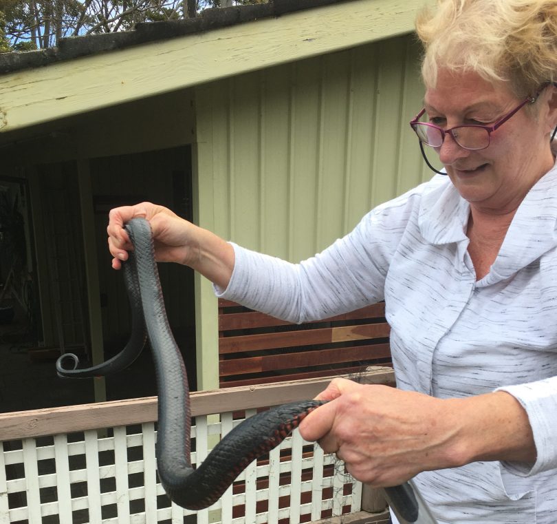 WIRES snake handler Kay Mallitt with red-bellied black snake.