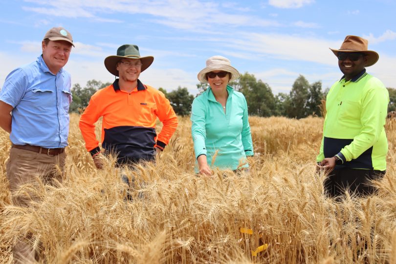 Researchers stand by a wheat trial at Boorowa Agricultural Research Station.