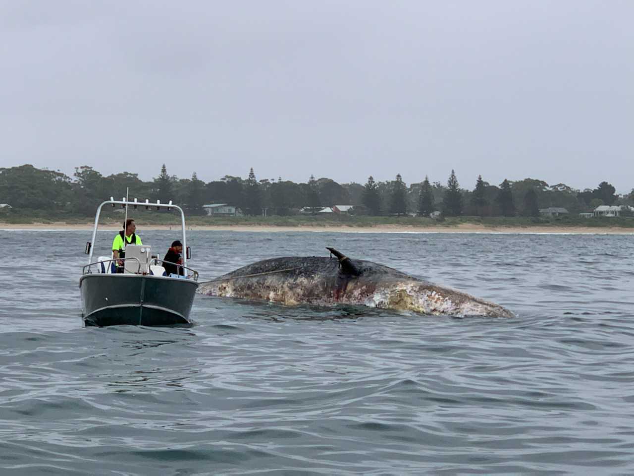 Sharks sighted feeding off whale carcass near Broulee