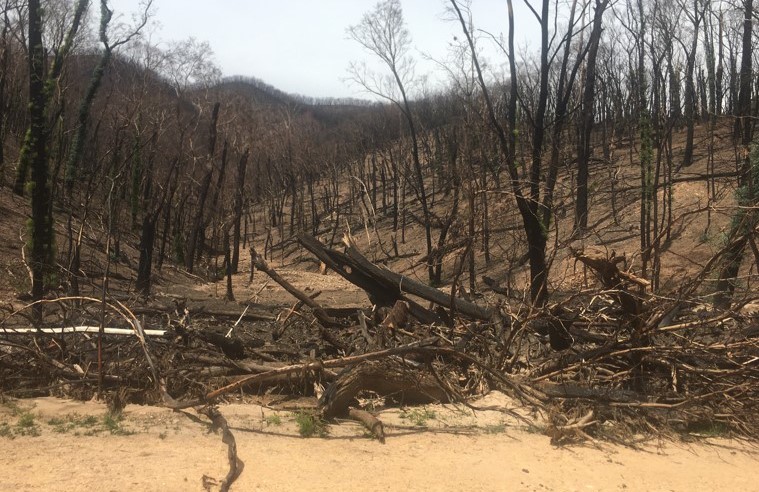 Burnt trees at Blowering Dam.