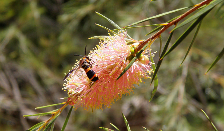 A bee takes pollen from a pink bottlebrush.