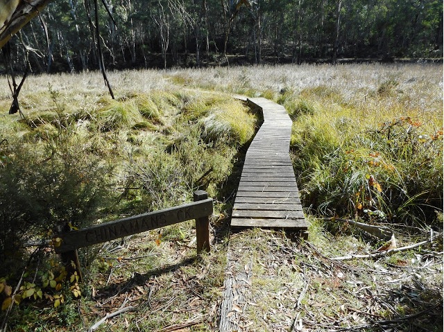 Micalong Swamp in Buccleuch State Forest.