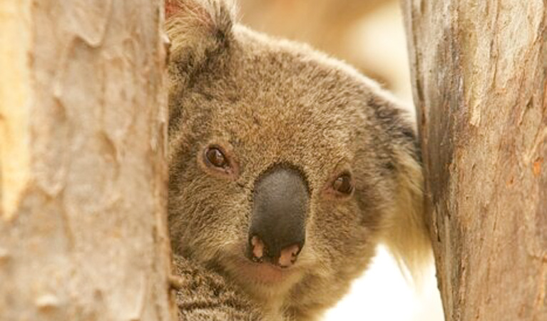 A koala peering between two trees in Murrumbidgee Valley National Park.