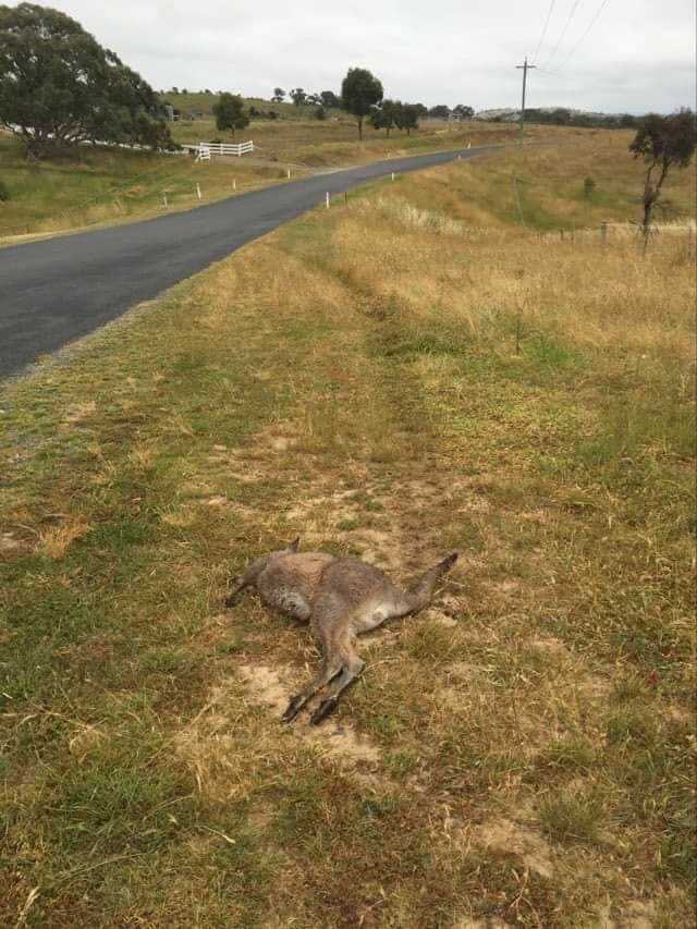 Kangaroo run down at Royalla