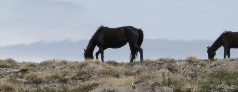 Wild horses grazing in Kosciuszko National Park.