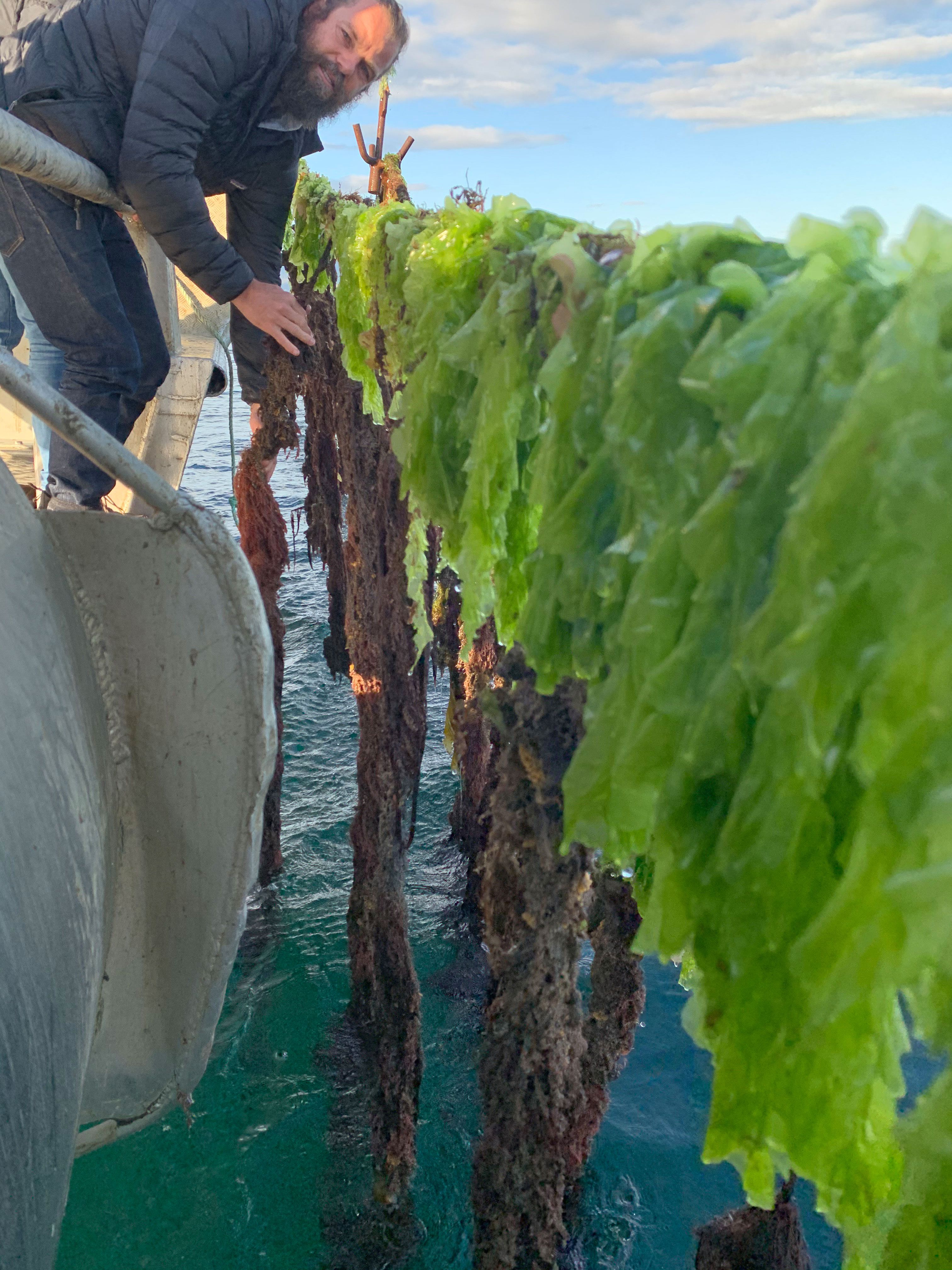 See how seaweed won a million-dollar grant to reduce emissions