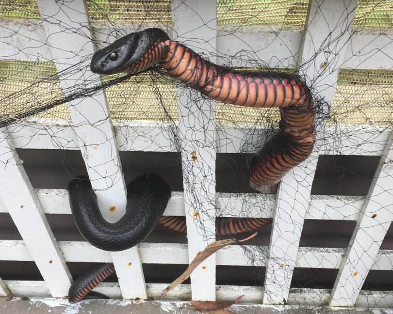 Red-bellied black snake tangled in netting.