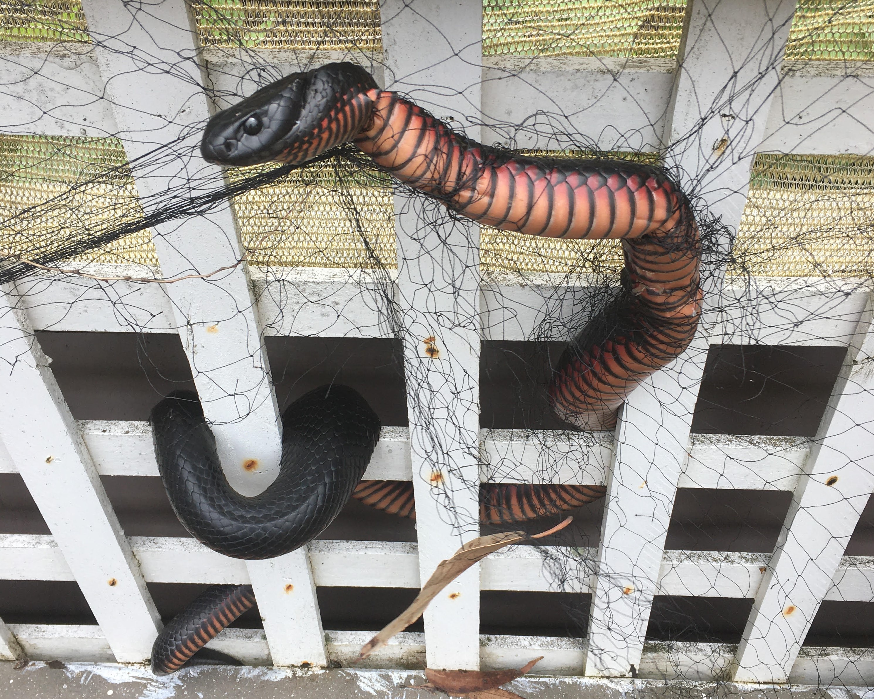 Red-bellied black snake caught in netting freed by WIRES