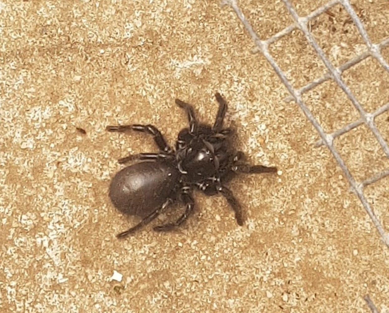 Funnel-web spider crawls into Goulburn mother's backyard